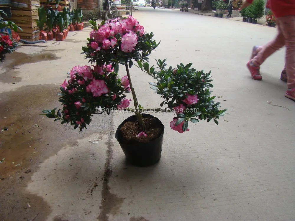 shaped blooming Rhododendron azalea bonsai