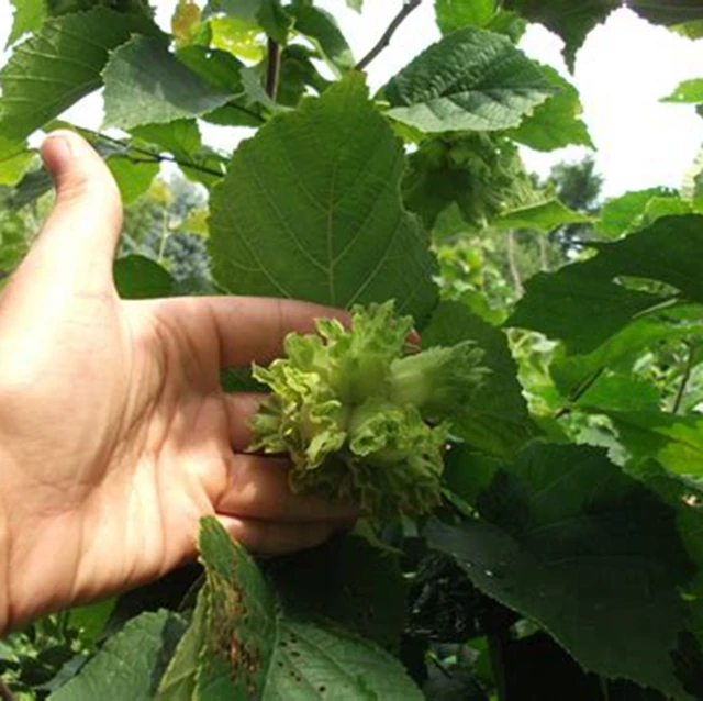 Hybrid and grafted Hazelnut saplings