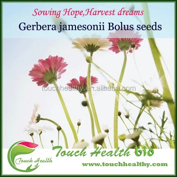 2021 г, семена герберы, для весны и осени, 1 г/упаковка