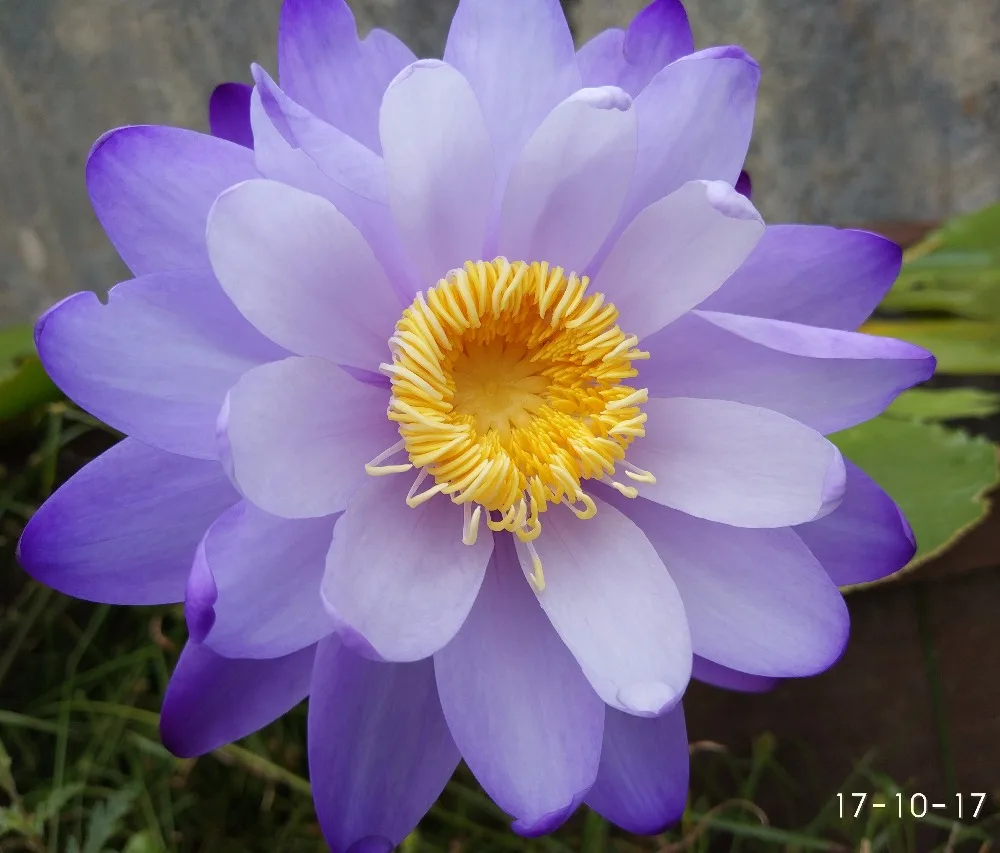 Blue Lotus Flower Seed Water Lily Seeds For Growing