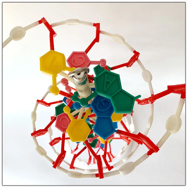 DNA molecule structure model / Biological anatomical model