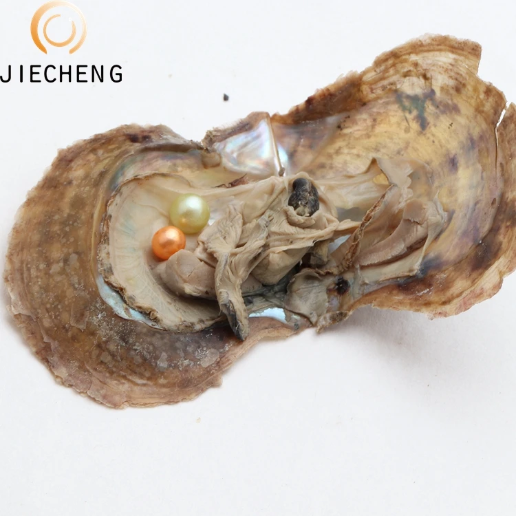 wholesale 100pcs oyster pearl 6-7mm china saltwater cultured akoya pearl oyster shell