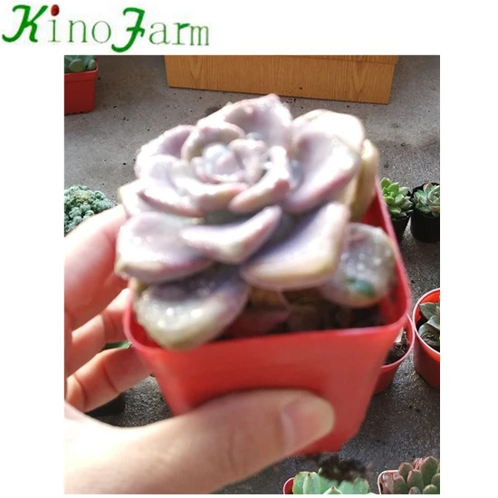  Суккулентные живых