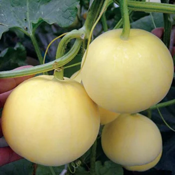 Sweet Girl 20 Chinese thin skin white hybrid melon seeds