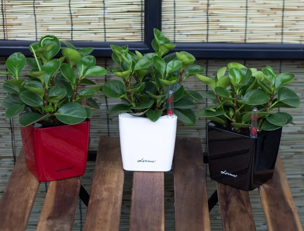 Leizisure Tropical Bonsai Plastic Flower Plant Pots With Self-watering Function