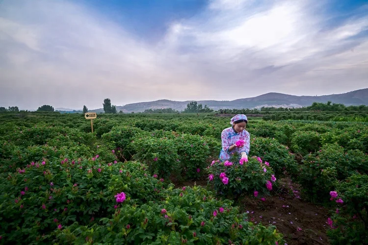 Food Grade Rose Aroma Essential Oil Rose Absolute Oil