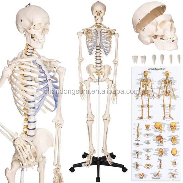 
Buddy the Budget Skeleton Human Skeleton Anatomical Model Life Size & 2 Charts 