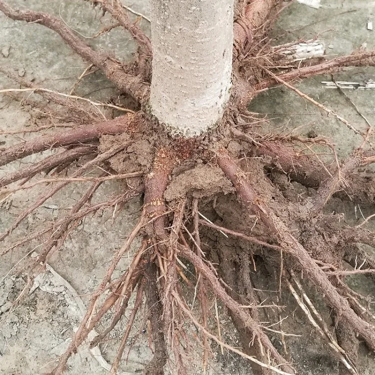 China cold resistant fast grow royal empress paulownia FTE young tree for planting