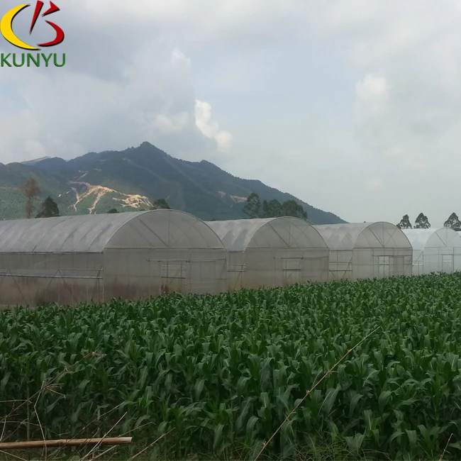Kunyu Economical High Tunnel Plastic Film Tropical Greenhouse For Agriculture Cultivating