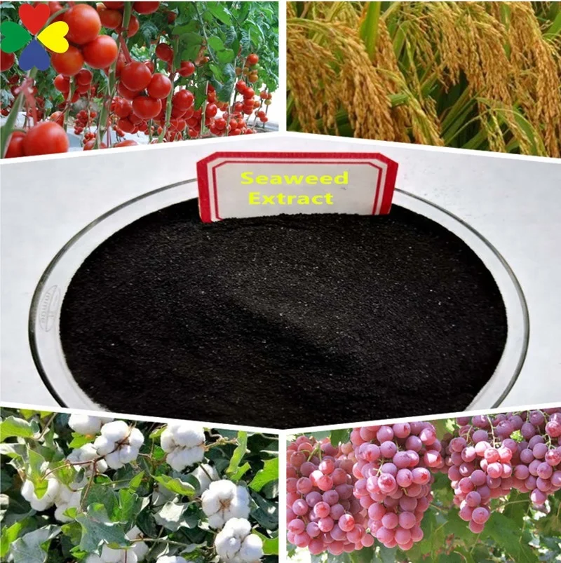
Agricultural Black Hen Organic Seaweed Kelp Extract Fertilizer Ascophyllum Nodosum 