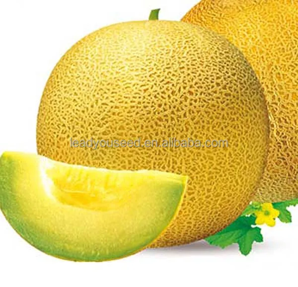 SM02 Chaozaofeng early maturity f1 hybrid sweet melon seeds, hybrid melon seeds
