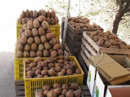 
super supplier for fruit kiwi fruit 2012 