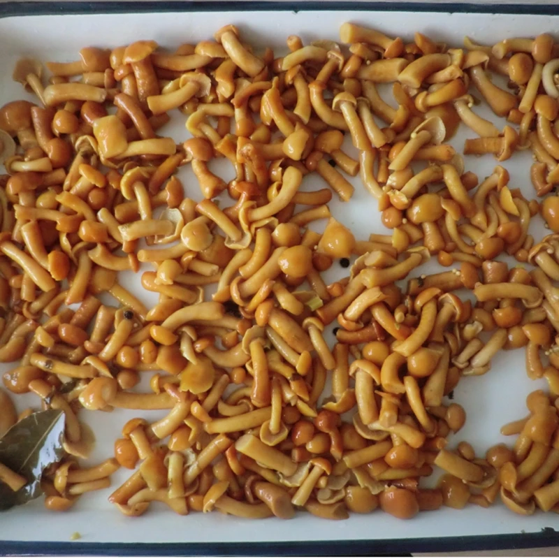 Chinese canned nameko mushroom marinated with lower price