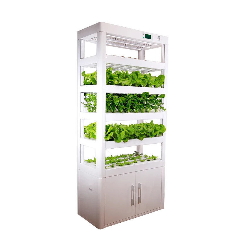 Indoor spinach growing/seedling hydroponic system with vertical grow box