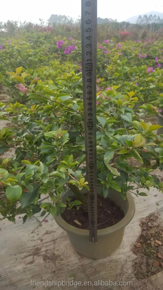 Bougainvillea Potted Plants, white, purple, double colour Bonsai