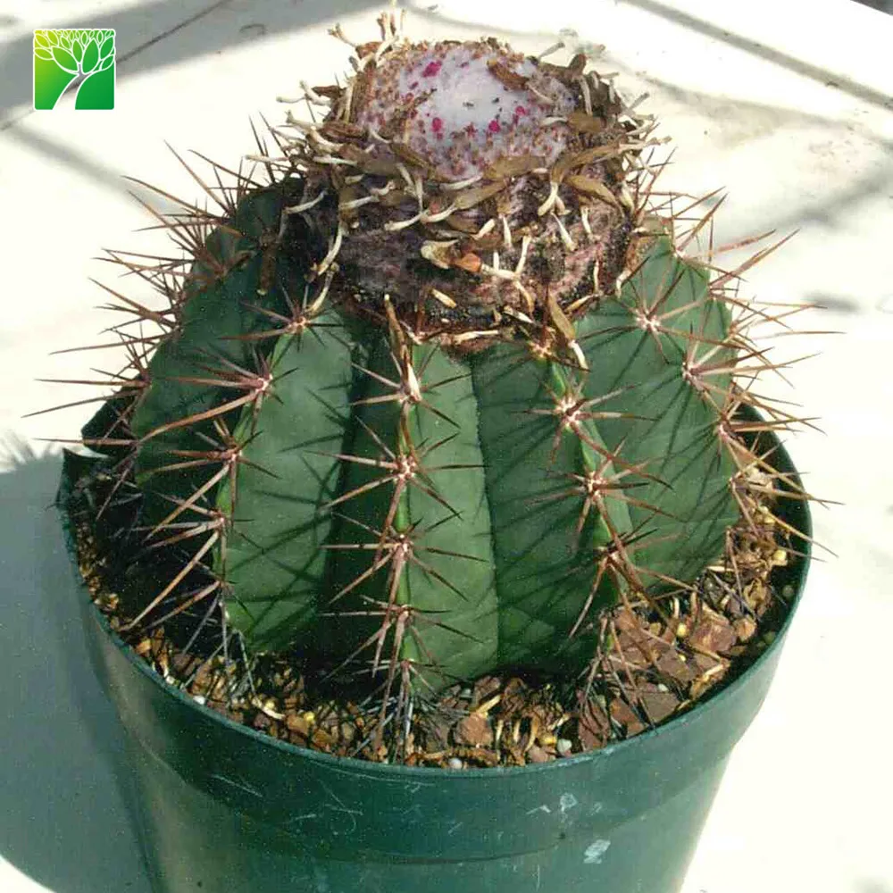 
 Прямая продажа на ферме, Размер 10-40 см, декоративный Цветущий кактус, кактус, тук, кактус, мелокактус, amoelnus  