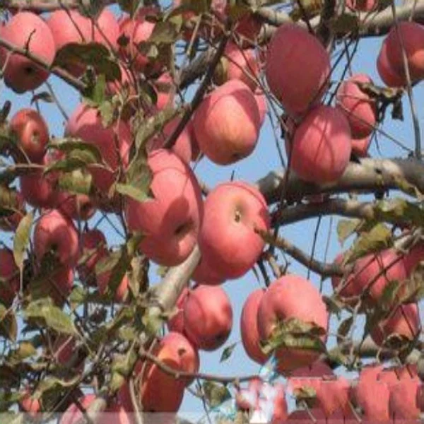 
High Density Industry Grade DAC 85%Min Chitosan Fertilizer 