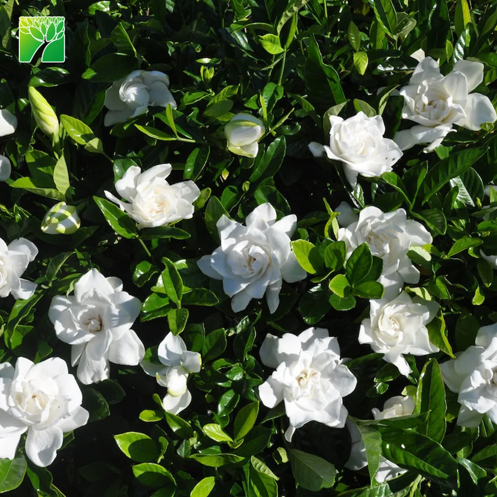 
Cheap wholesale high maintenance shrub plant tree Gardenia jasminoides Gardenia 