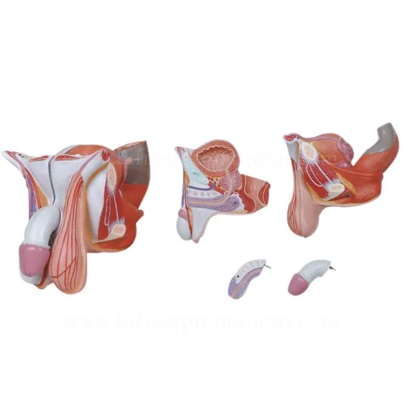 Biological Teaching Aids Human Body Male Genital Organs Model