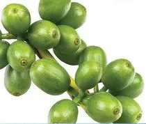 
weight loss natural guarana p.e. guarana seed extract/water soluble guarana extract 