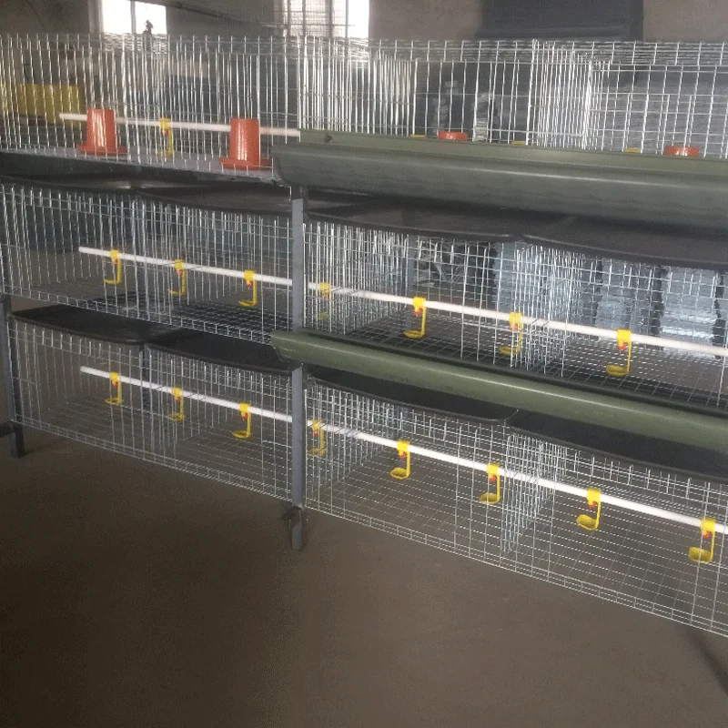 SSD Design meat broiler battery chicken cages for sale