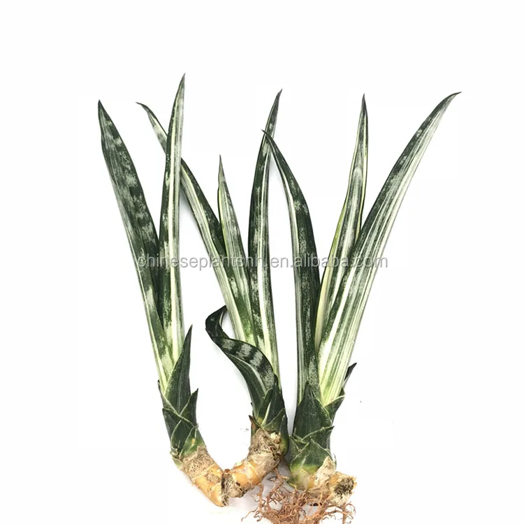 
Серебряная Магнолия, натуральное растение Sansevieria 