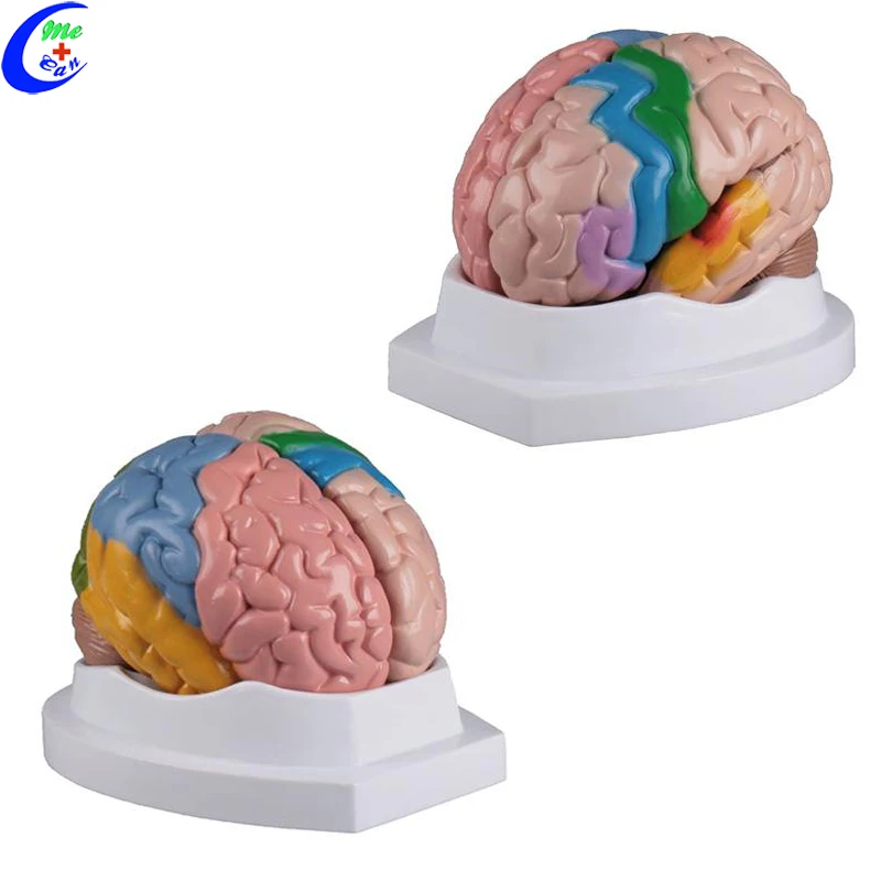  3d-модель человека пластиковый мозг