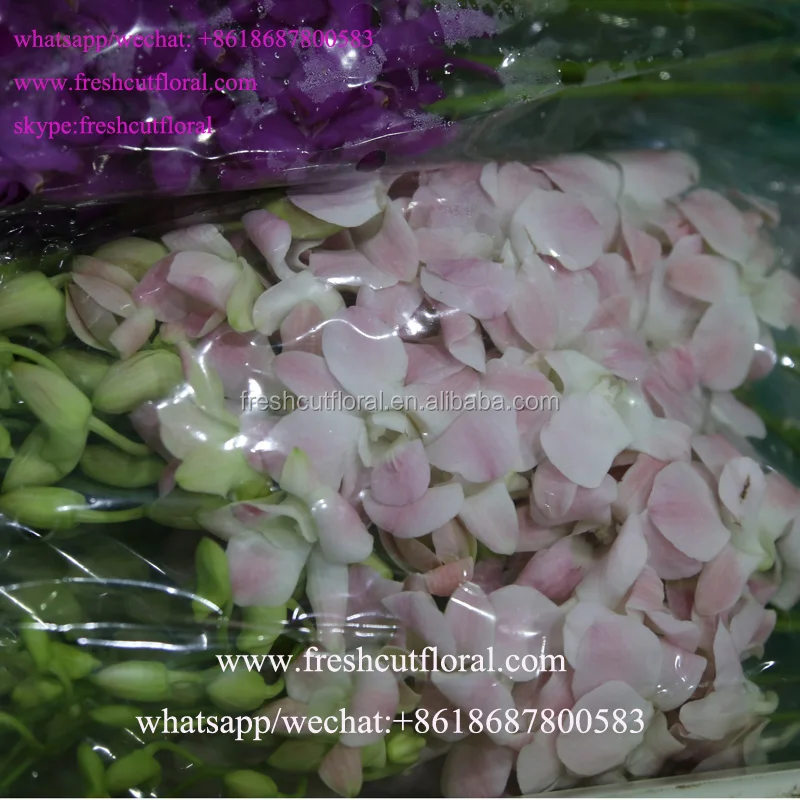 Best Wholesale Business Orchid Phalaenopsis And Natural Fresh Cut Flowers For Home Usage