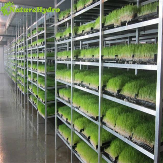 Hydroponic industrial fodder container system for farm animal