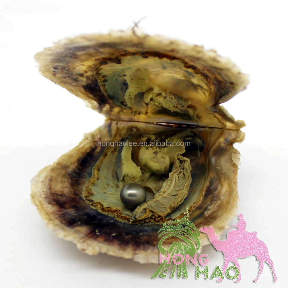 Real 5A Akoya oyster with pearl freshwater cultured round pearl beads, 1 complimentary gift (7-8 mm)