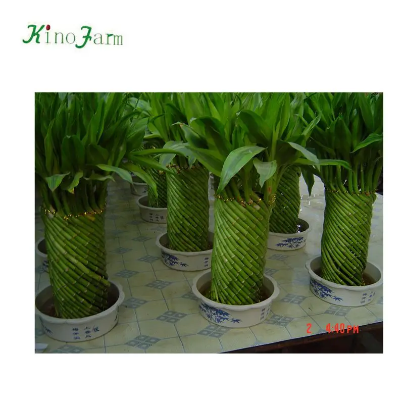 
ornamental indoor lucky bamboo plants sale 