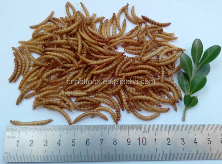 Cheap and high quality bird food and chicken food dried mealworms