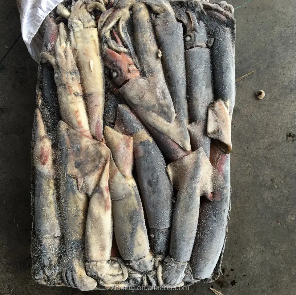 frozen north pacific squid for fishing bait, neon flying squid