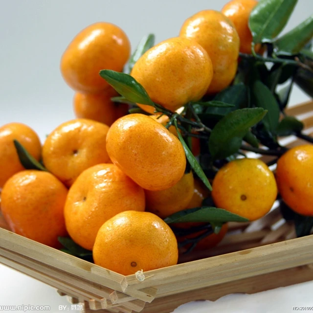 Саженцы фруктовых деревьев меда муркотта меда мандарина