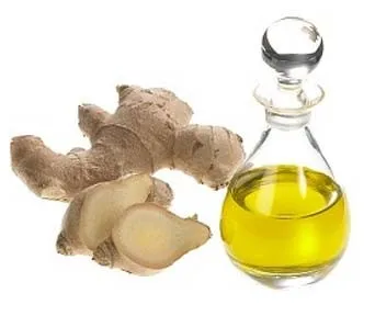 ginger essential oil producer,ginger oil professional factory