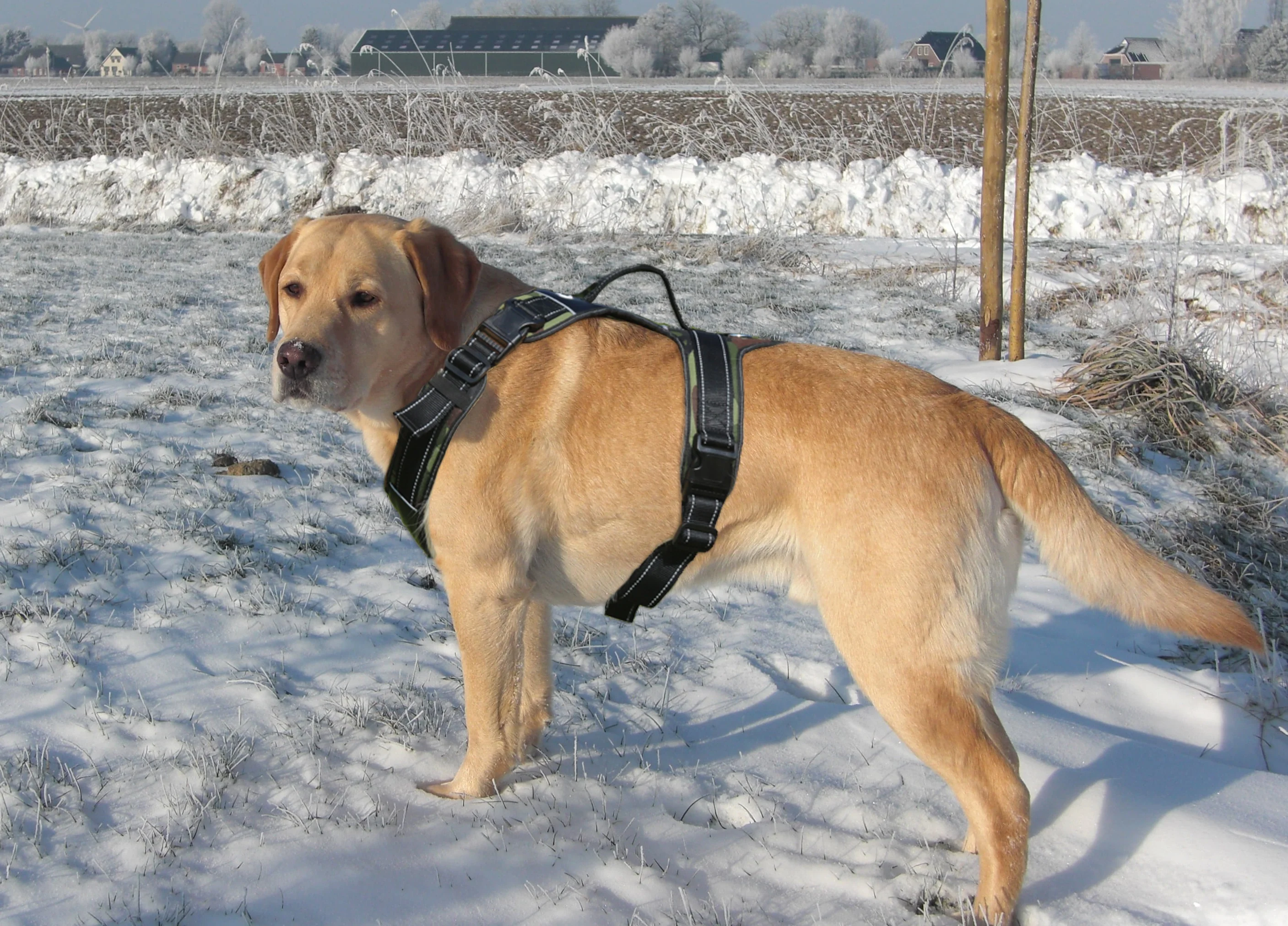 2021 Новое поступление Регулируемый без натяжения жилет для собаки индивидуальный дизайн жгута собак