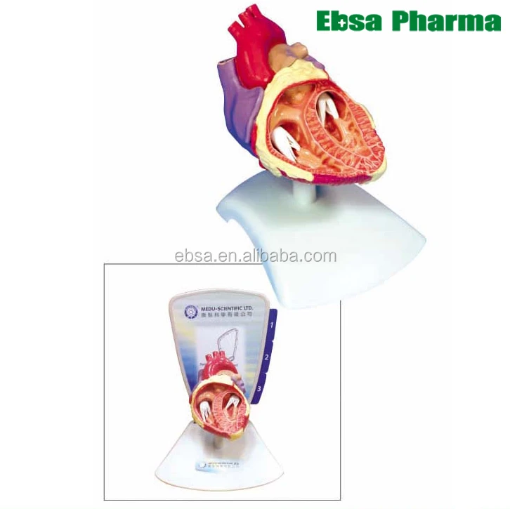 
Advanced Medical Supplies Human Teaching Heart Model 