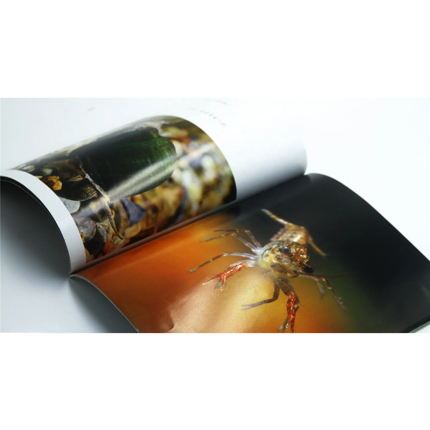 Custom Promotional Book Printing/Magazine Printing/Cheap Book Printing Service