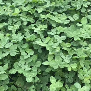 
Wholesale Trifolium pratense seeds high quality Forage grass 