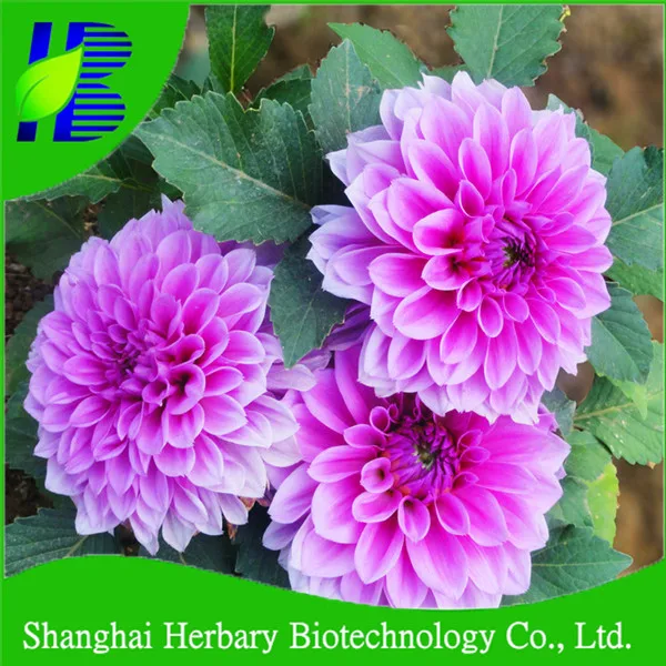 Top Quality Flower Seed Dwarf Dahlia Seeds For Sale