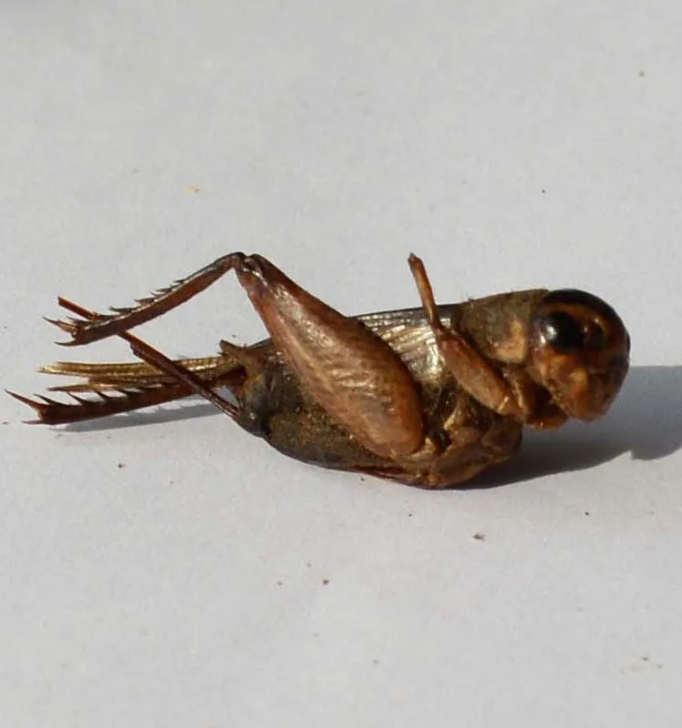 
Eco-friendly Birds Food Supplies Dried Crickets Insect for Birds Feed 