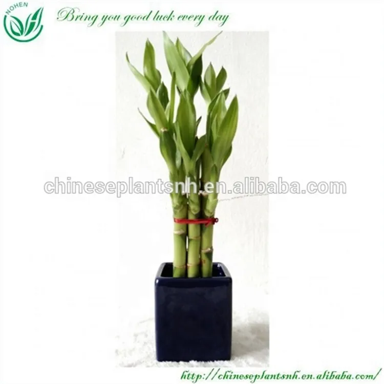 Зеленые Листва растений счастливый бамбук