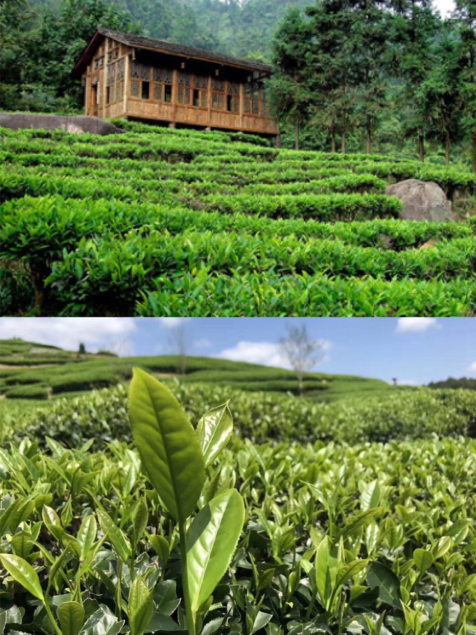 High quality Top 10 famous Chinese tea gift packing the vert de china green tea Longjing Tea