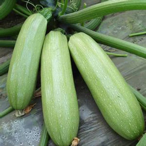 
Light green hybrid summer squash seeds HLN-S1 