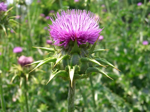 Runyu supply  silymarin 90% milk thistle powder/silymarin price