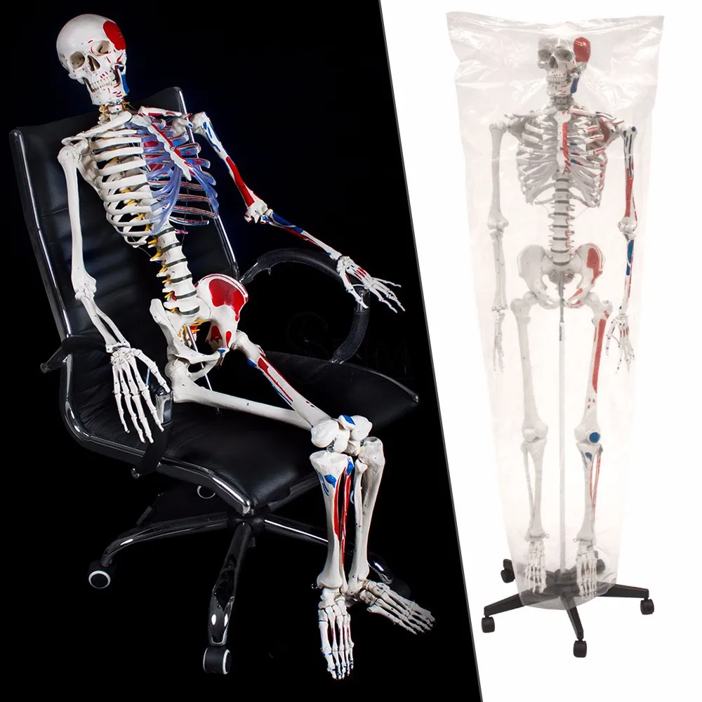 
Buddy the Budget Skeleton Human Skeleton Anatomical Model Life Size & 2 Charts 