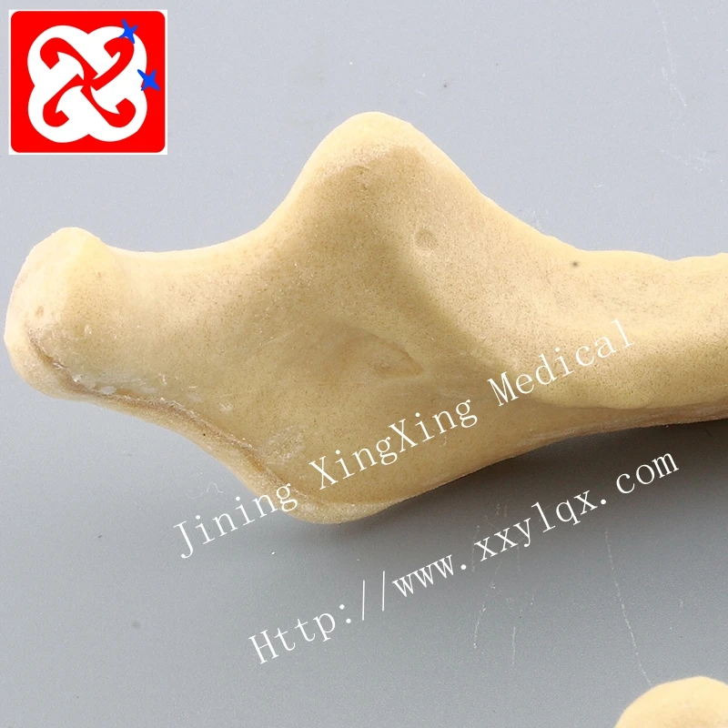 Drilling practice implant model jaw