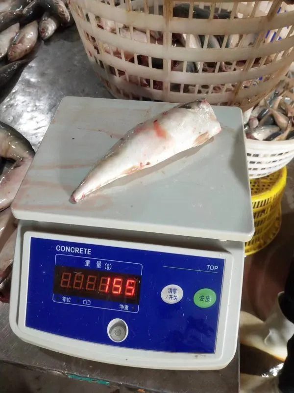 New Arrived Reasonable HGT Frozen Mackerel Fish Canned Price