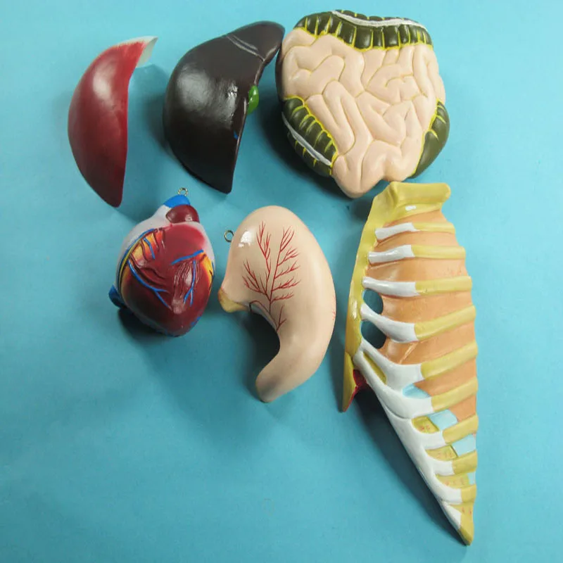 Hot Sale Colored Bas-relief model of Human Torso Model