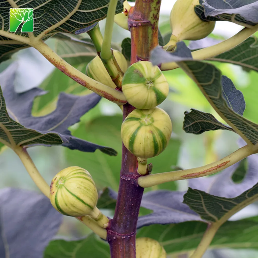 Зимние посадки время тигра рис с рисунком плодового дерева для рассады фикус карика